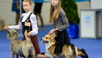 В Казани Всероссийская выставка собак